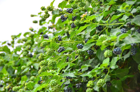Propagating Blackberries by Tip-Rooting Image
